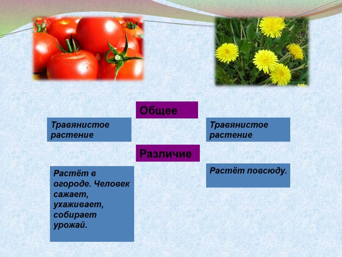 Выберите из списка культурные растения. Культурные растения. Дикорастущие и культурные растения. Культурные травы. Культурные травянистые растения.