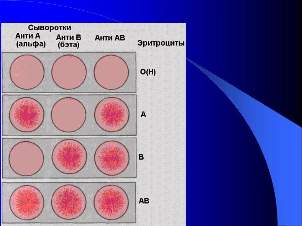 Анти альфа. Группы крови физиология. А2 кровь. Кровь проект по биологии. Изображение цветах крови для проекта.