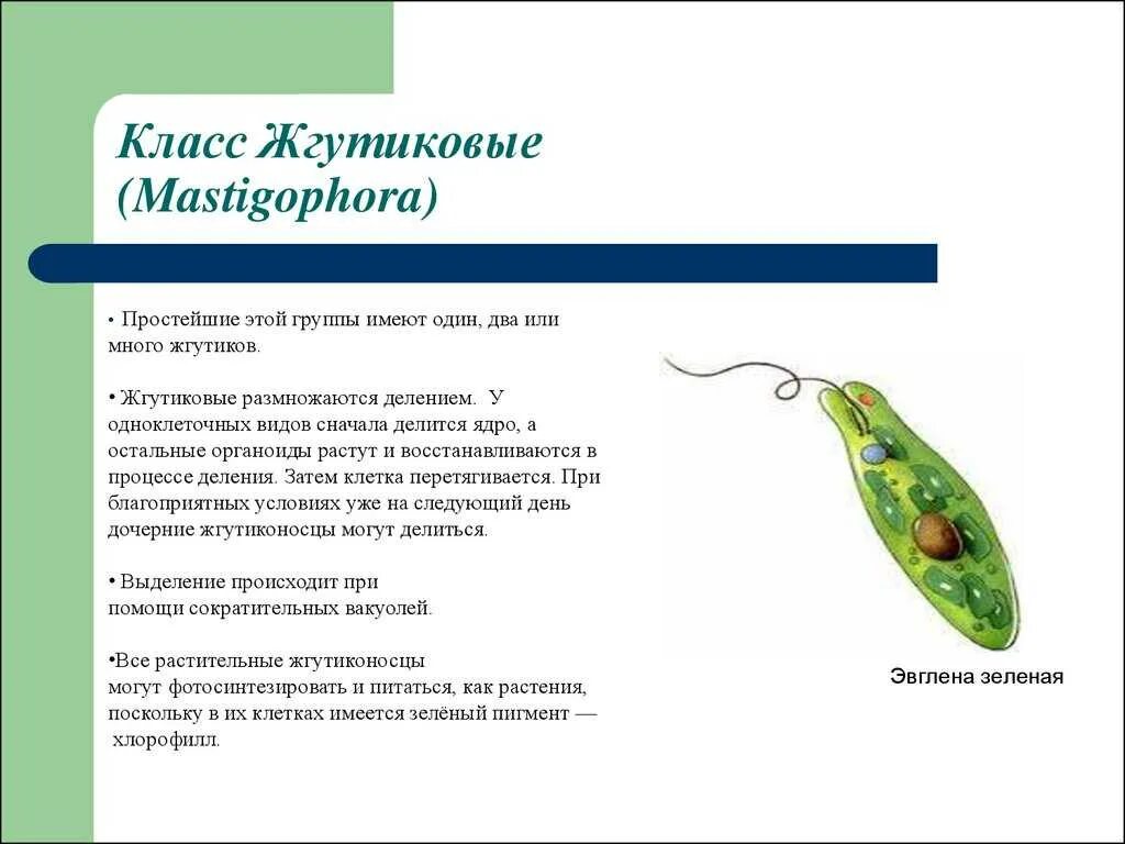 Представители группы простейших. Общая характеристика жгутиковых простейших. Жгутиковые (Mastigophora). Жгутиконосцы (Mastigophora). Тип простейшие класс жгутиковые представители.