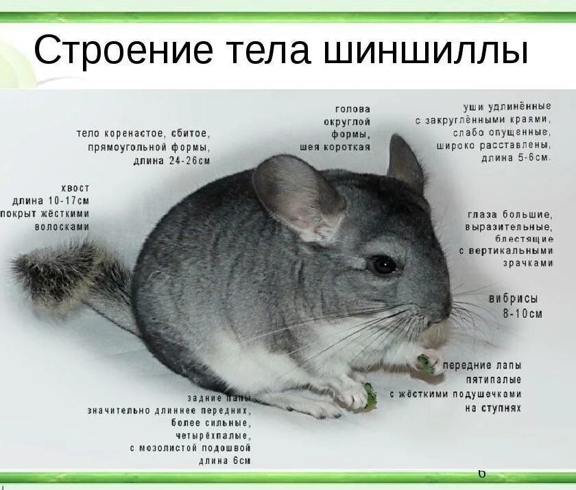 Коротко о шиншиллах. Шиншилла что означает. Интересные факты о шиншиллах. Сообщение о шиншилле. Шиншилла что означает.
