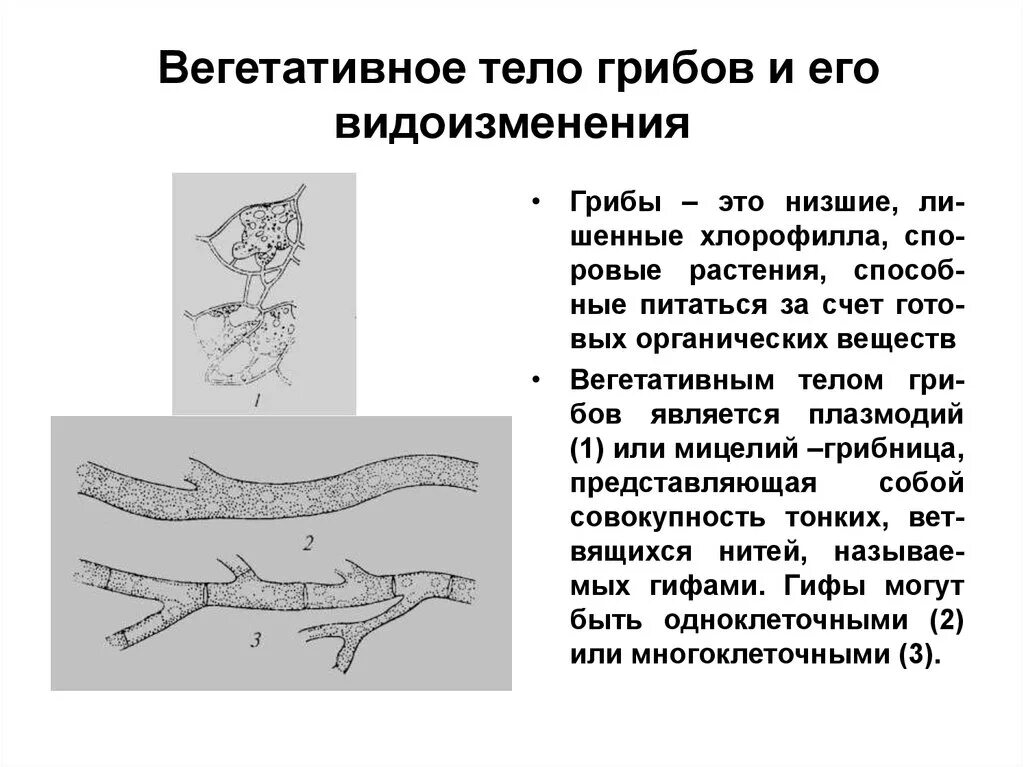 Вегетативным телом гриба является