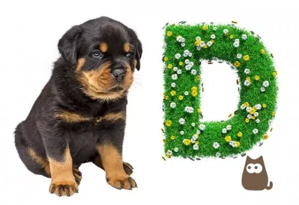 Имена для собак девочек. Собака на букву ю. Имя для щенка мальчика. Собака на букву ю. Буква с собака.