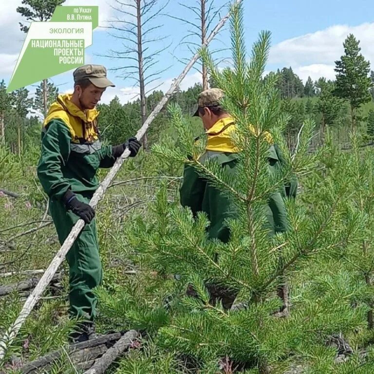 меры содействия естественному возобновлению леса. содействие естественному возобновлению леса. жешартский лпк. содействие естественному возобновлению леса методы. содействие естественному возобновлению леса.