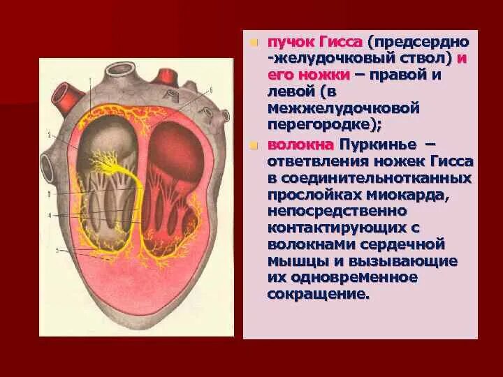 Предсердно желудочковый пучок. Предсердно-желудочковая перегородка. Предсердно желудочковый пучок расположен. Председножелудочковя перегородка. Клапан правого предсердно желудочкового отверстия