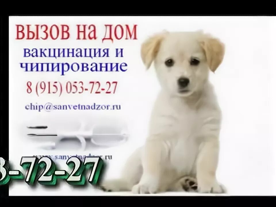 Чипирование собак оренбург. Чипирование собак оренбург