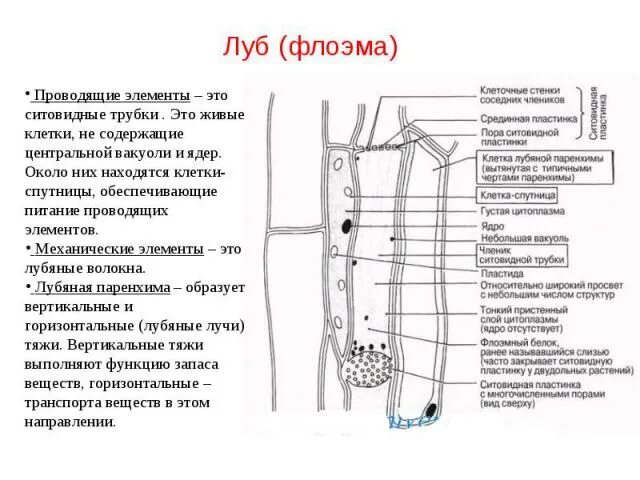 Ситовидные элементы флоэмы. Клетки спутницы флоэмы. Строение ситовидной трубки и клетки-спутницы. Клетки спутницы флоэмы функции. В состав флоэмы входят