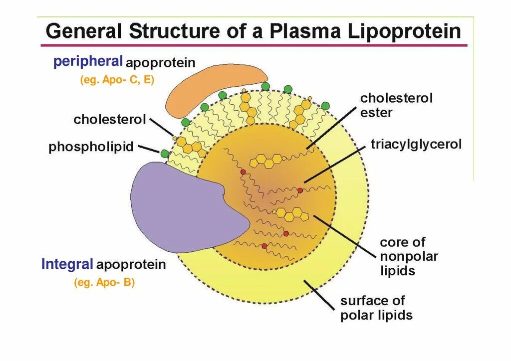 Липопротеин. Lipoprotein structure. Липопротеин фото. Аномальный липопротеин.