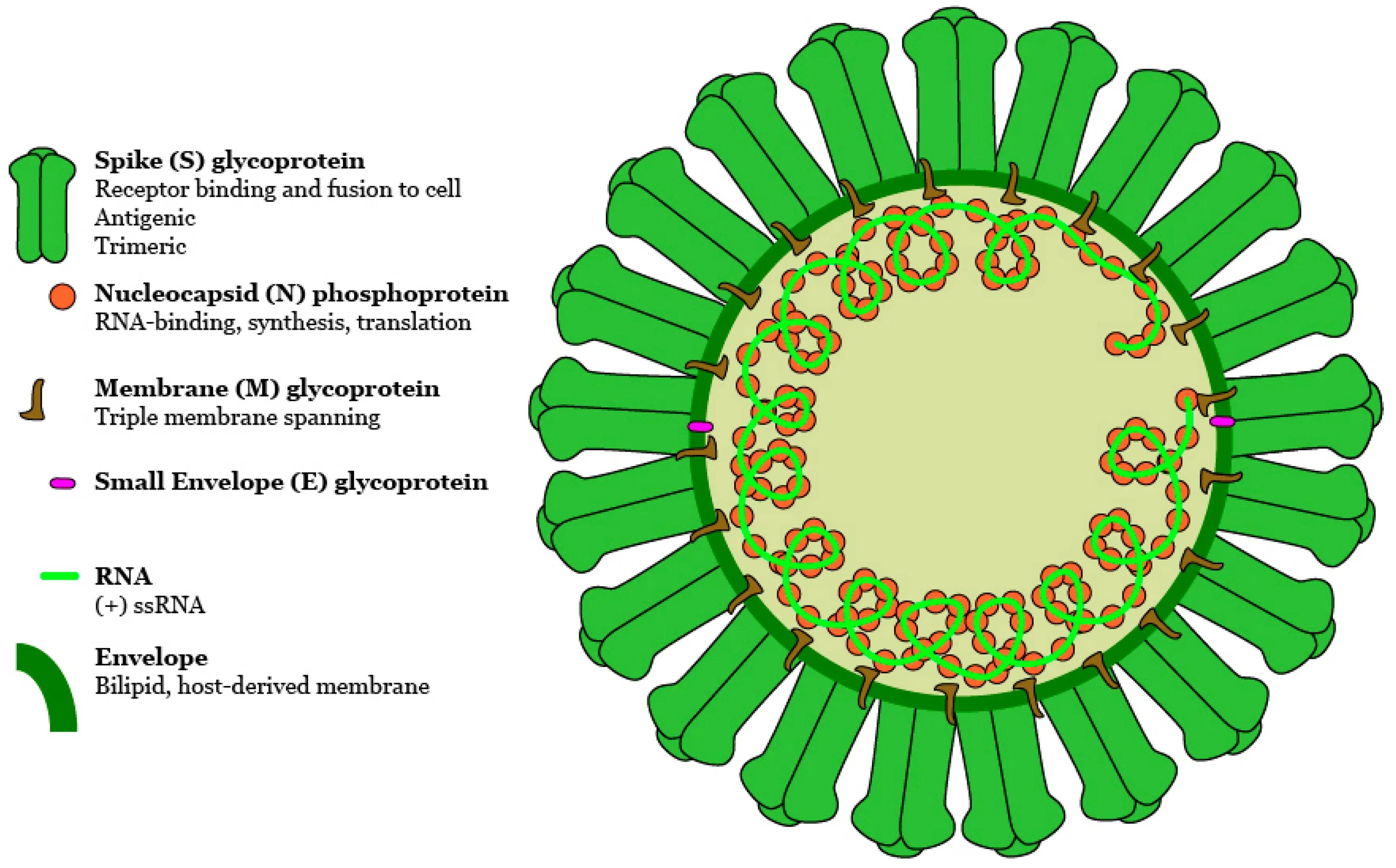 Коронавирус Вирион. Коронавирус mers-cov. Коронавирус в разрезе. Схема коронавируса. Коронавирус основные