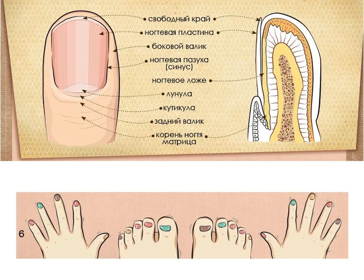 Корни ногтей находятся. Строение ногтя. Анатомия ногтя. Строение ногтевой пластины. Строение ногтя на ноге.
