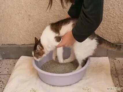 Как приучить кота к новому коту