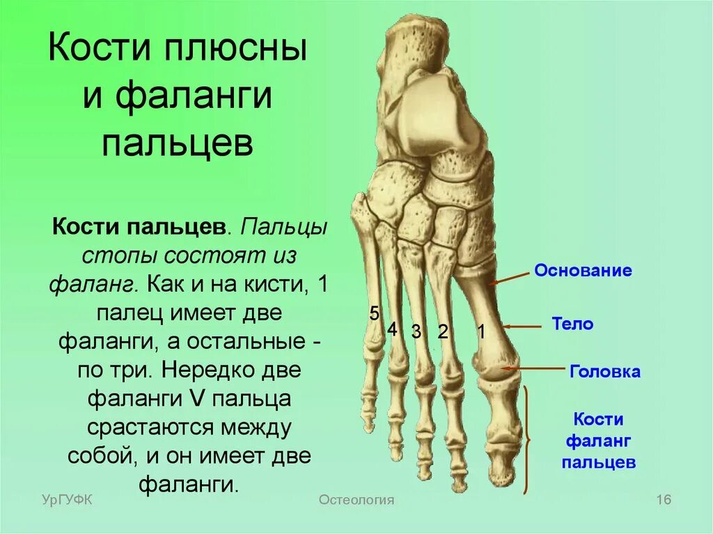 Кости первых текст. Кости плюсны стопы строение. Фаланги пальцев стопы анатомия. Стопа предплюсна плюсна фаланги пальцев. Кости плюсны анатомия человека.