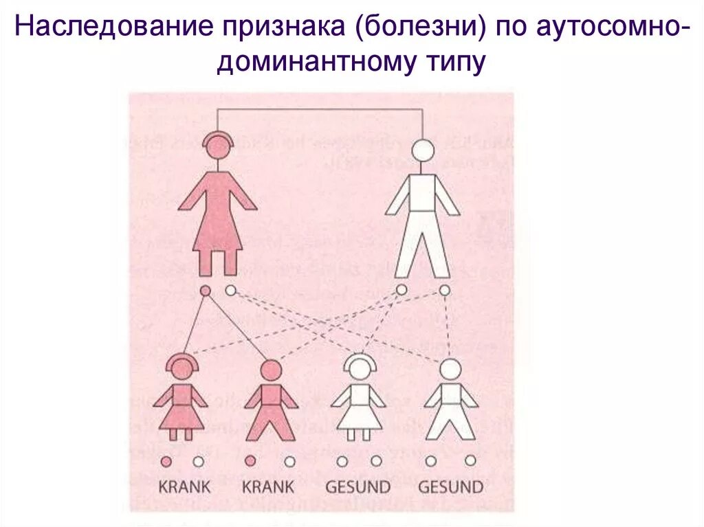 Доминантные наследственные признаки. Наследование. Наследование признаков. Схема наследования. Схема наследования признаков.