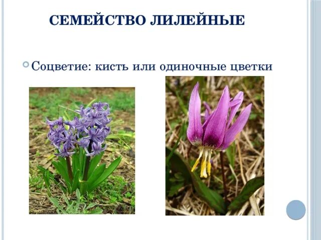 Семейство лилейные. Соцветие цветка семейства лилейные. Формула цветка семейства лилейные. Соцветие цветка семейства лилейные. Лилейный цветок соцветием.