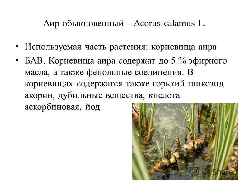 Аир рецепты. АИР обыкновенный. Корневища аира. Растения содержащие горькие гликозиды. АИР описание растения.