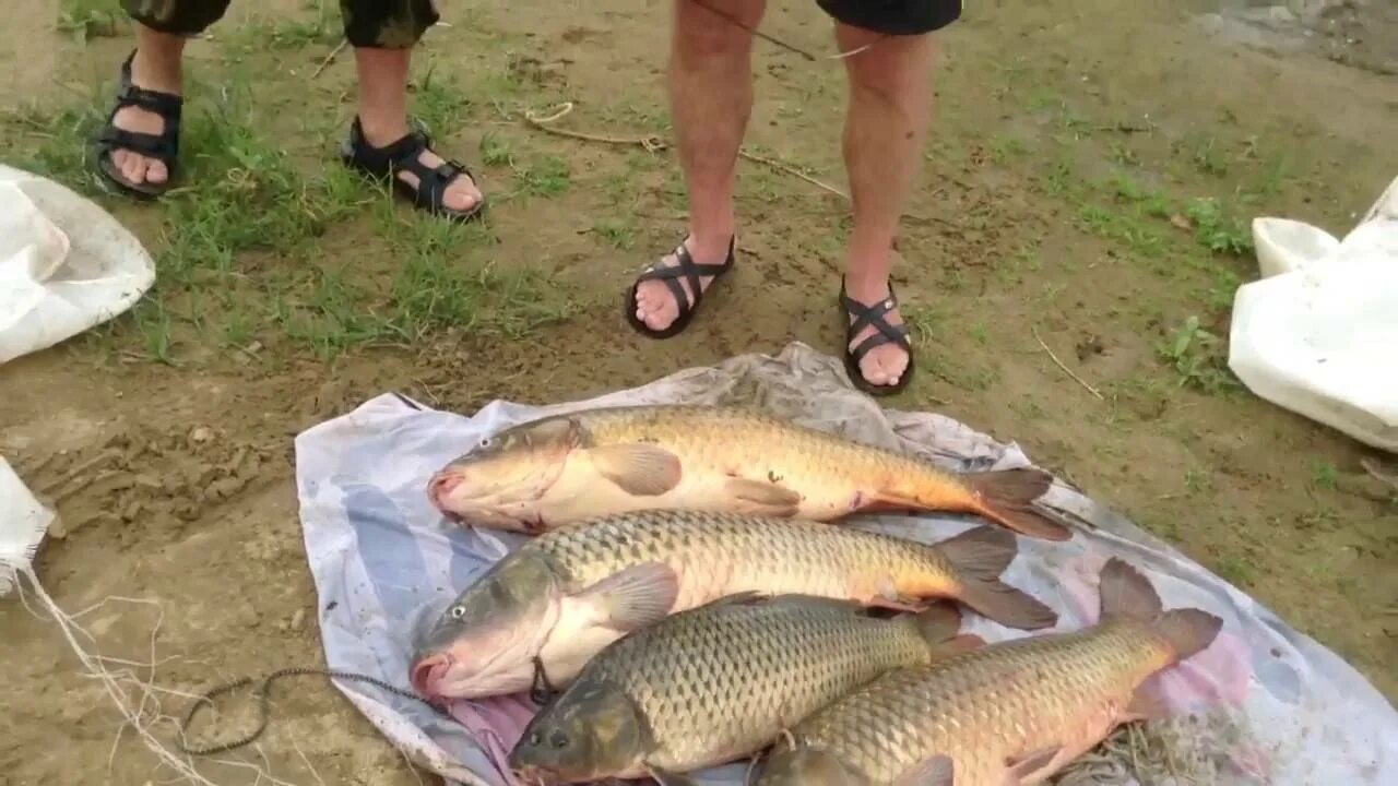 Голавль волга. Клев волге. Астрахань река ахтуба. Голавль волга. Густера волге.