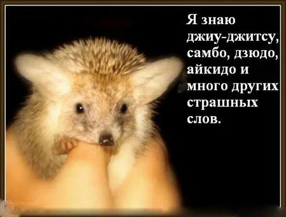 Кончилась травка гравий пошел ежик домой