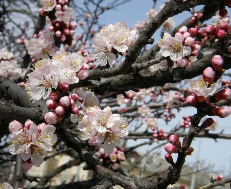 Цветущий абрикос дерево фото. Урюк дерево цветет. Цветущее дерево абрикоса. Абрикос цветет дерево. Урюк дерево расцвело.