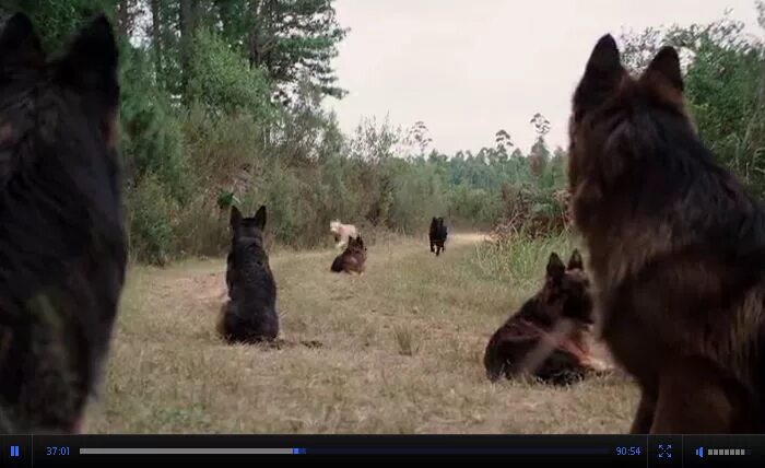 свора 2006 отзывы.