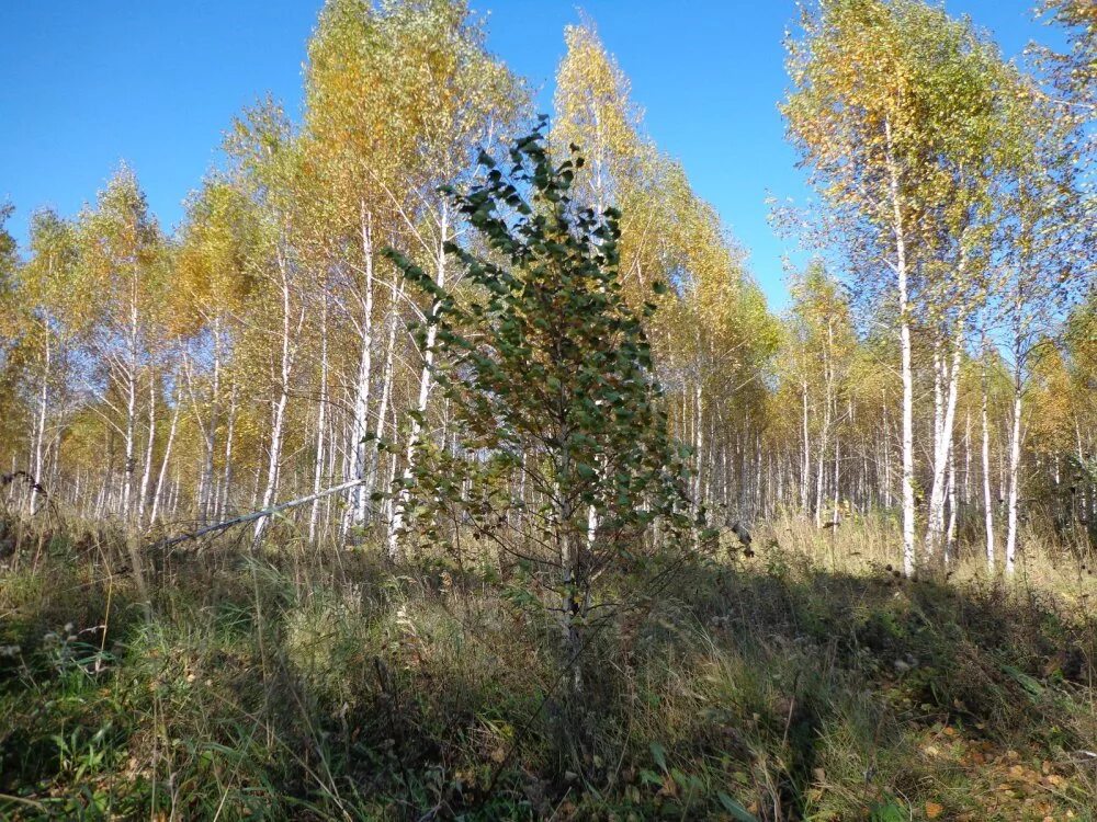 В мелколесье юные деревца. Есенин мелколесье. Мелколесье лес. Березовое мелколесье. Мелколесье картинка.