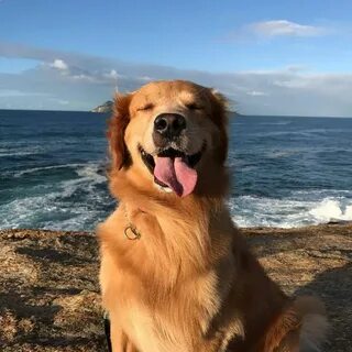 More dogs