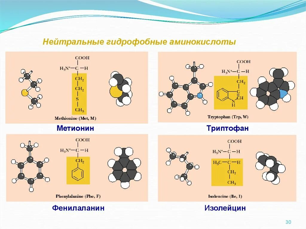 Аминокислотные радикалы. Алифатические гидрофобные аминокислоты. Неполярные гидрофобные аминокислоты. Гидрофильные и гидрофобные радикалы аминокислот. Ароматическая неполярная аминокислота.