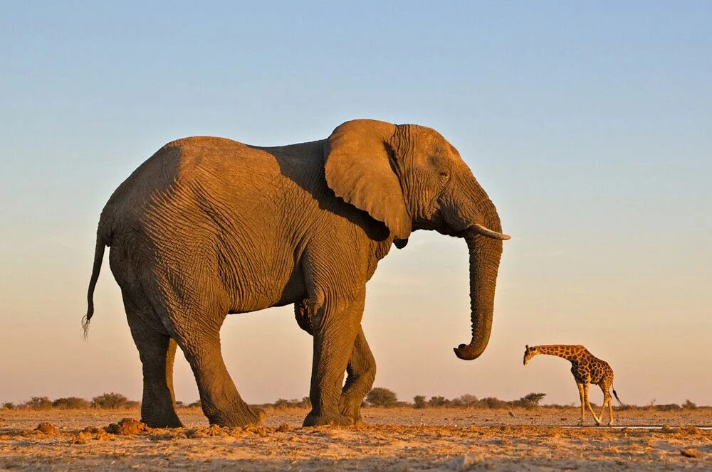 Huge elephant. Африканский саванский слон. Одомашненный Африканский слон. Слон Йоси самый большой. Саванный Африканский слон Африки.