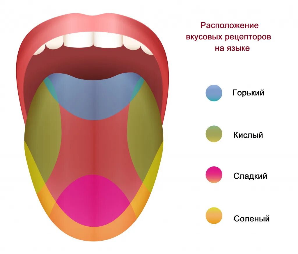 Рецепторы языка человека схема. Вкусовые рецепторы на языке схема. Вкусовые рецепторы на языке. Зоны языка. Сладко какая часть