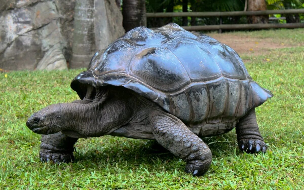 Черепахи живут 300. Джонатан Галапагосская черепаха. Гигантская черепаха восмера. Дермохелис черепаха. Самая долгоживущая сухопутная черепаха.