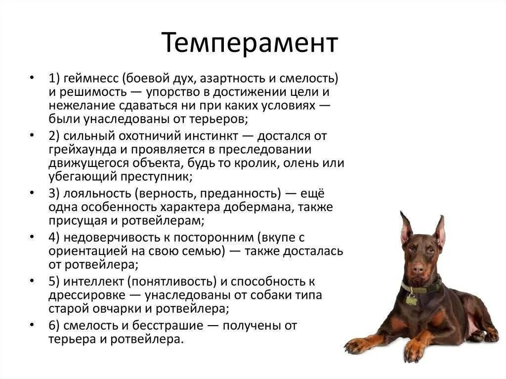 Поведение собак характеристика. Доберман собака характеристика. Цвергпинчер щенки стандарт. Доберман порода описание характер собак. Доберман пинчер характер.