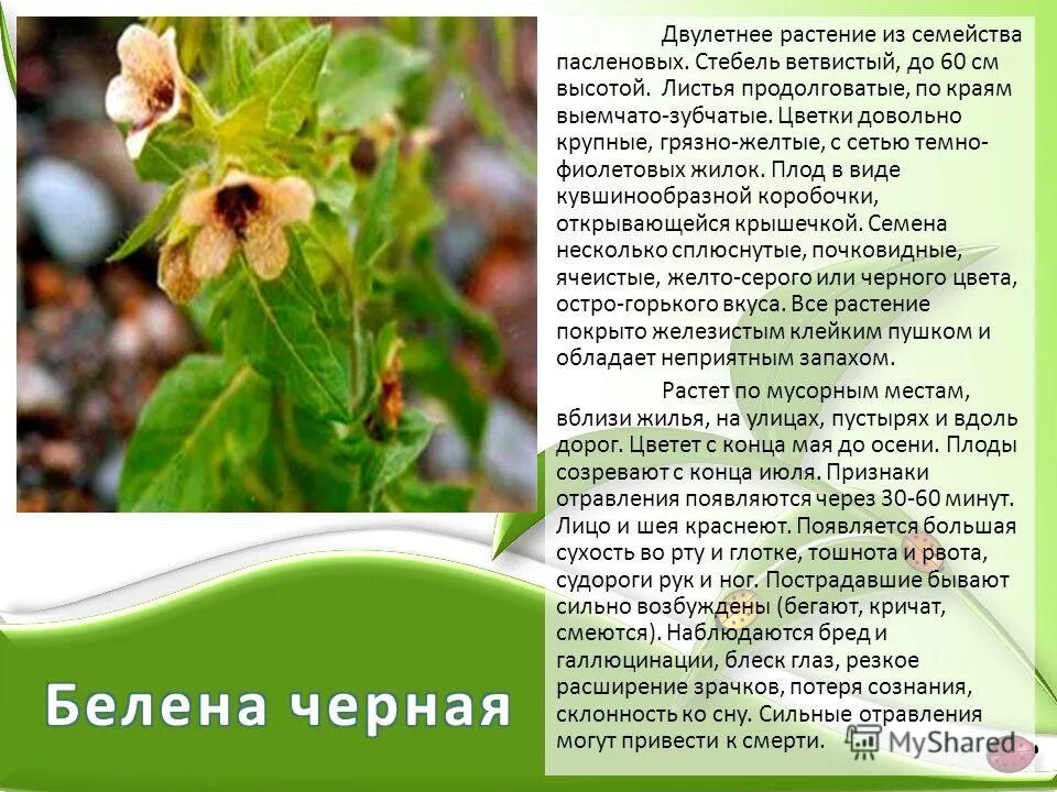 выберите двулетние растения. двулетние растения. однолетние и двулетние растения. двухлетние растения. двулетние растения в цветнике.