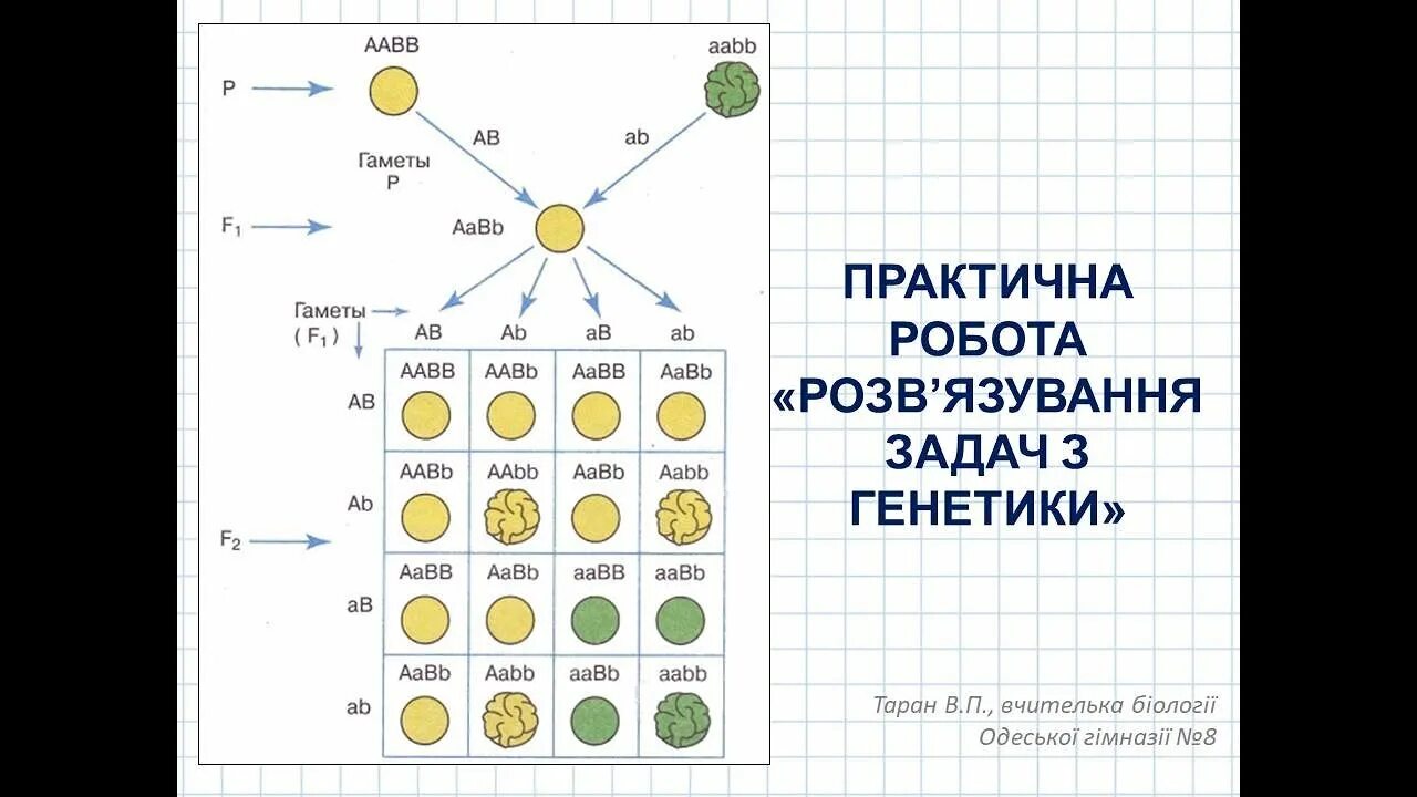 Возможные варианты гамет у особи аавв. Законы Менделя схема. Дигибридное скрещивание AABB AABB. AABB гаметы. Генотип гороха с желтой окраской и морщинистой формой семян AABB.