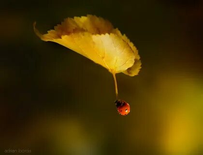 Flight leaves