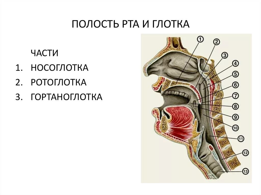 Глотка ротоглотка анатомия. Строение носоглотки и ротоглотки. Ротоглотка и носоглотка анатомия. Ротоглотка строение анатомия.