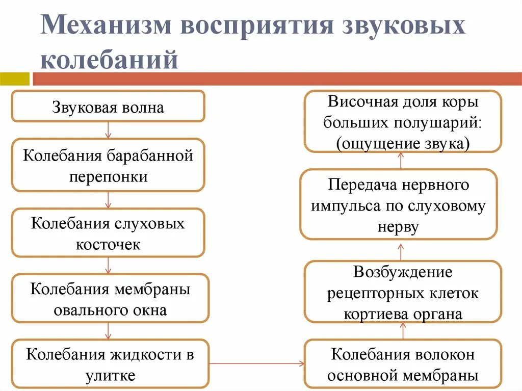 Опишите механизм восприятия звуков различной частоты. Механизм передачи звуковых колебаний. Восприятие звуков и формирование звуковых ощущений. Механизм проведения звуковых колебаний механизм восприятия звука.