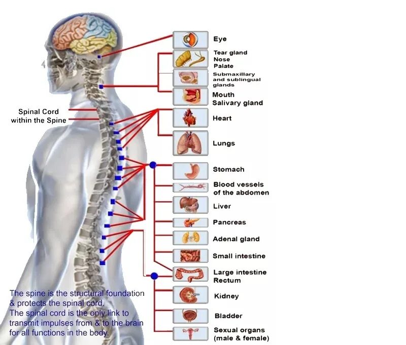 Болей спины связаны с. Связь позвонков с внутренними органами схема. С5 с7 позвонки за что отвечают. Анатомия с5 позвонка. Здоровый позвоночник схема.