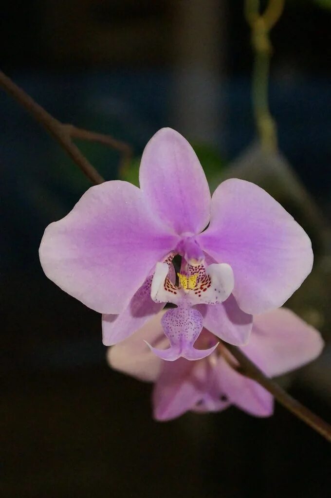 Bonita Phalaenopsis Orchid in Pink - Same Day Delivery Danvers, MA - Currans Flo