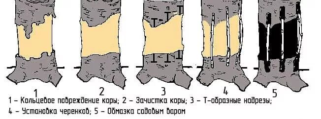 Кольцевое повреждение коры. Прививка деревьев мостиком. Кольцевые надрезы на коре. Дерево кольцевое повреждение коры.