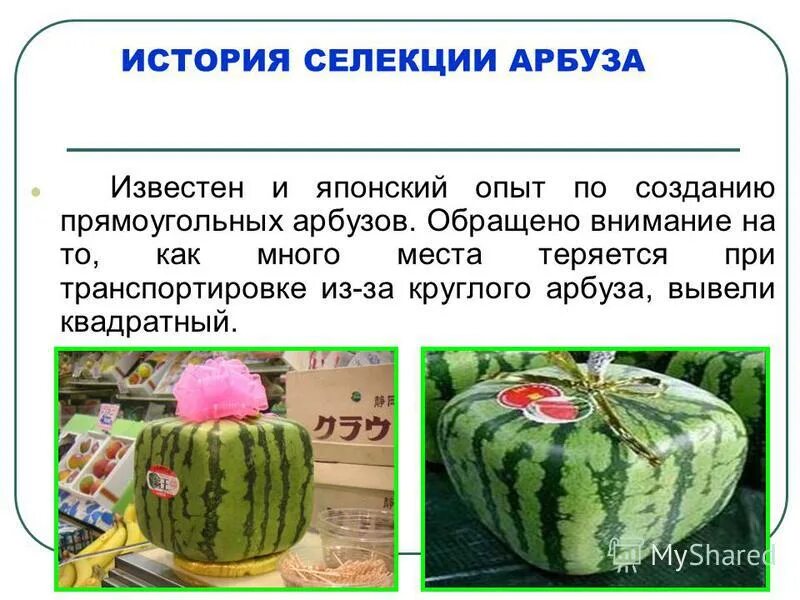 как вывести арбузы. как вывести арбузы. день арбуза. арбуз лайм. арбузные косточки.