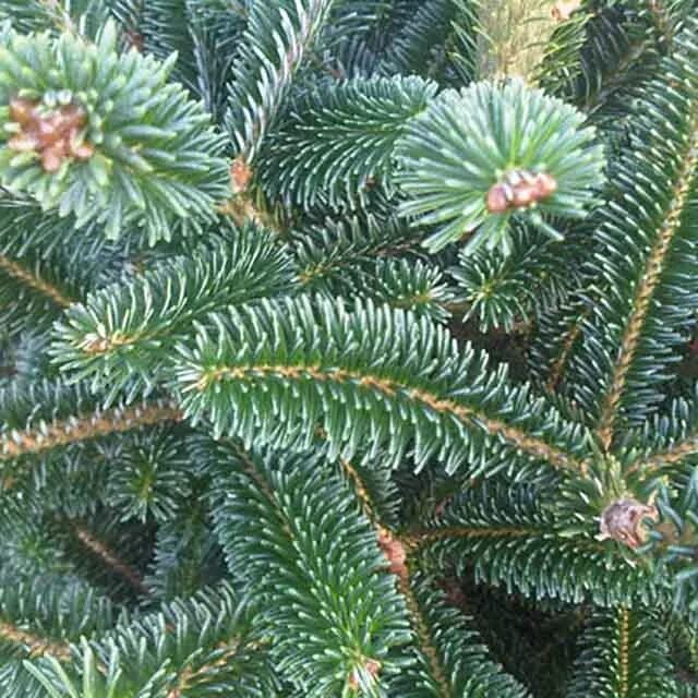 пихта абиес кореана. пихта нордманна или кавказская. пихта корейская фастигиата. Sibirica). пихты спб.