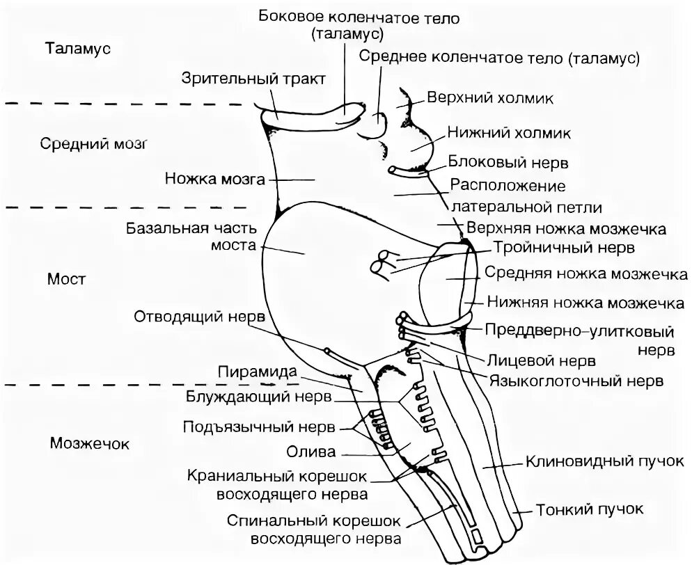 Коленчатые тела мозга. Ствол головного мозга латеральная поверхность. Строение ствола мозга. Ствол мозга строение вид сбоку. Средний и промежуточный мозг вид сбоку.