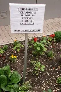 Никем не политые