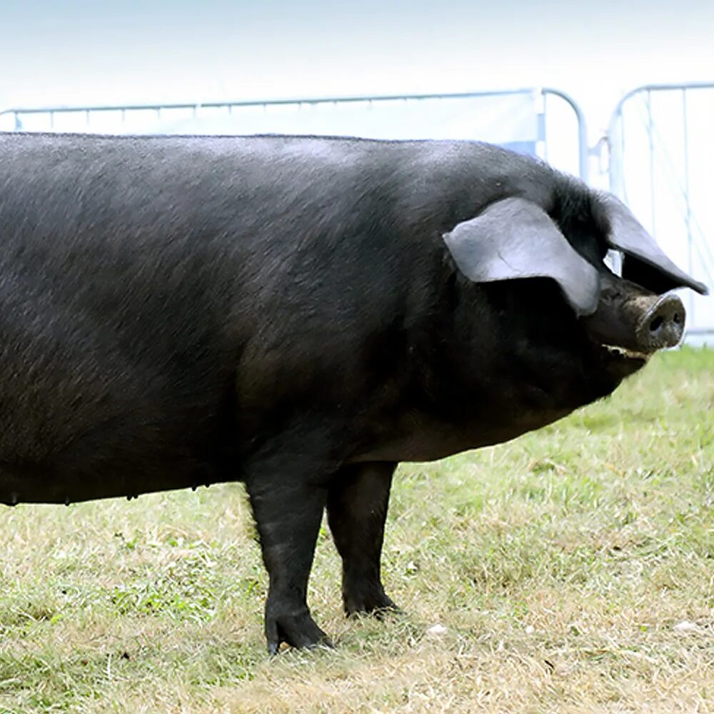 Порода свиней Честер. Семиреченская порода свиней. Порода свиней Йоркшир. Степная свинья