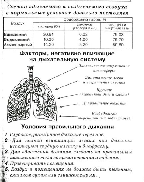 Дыхательная система анатомия. Дыхательная система человека ЕГЭ биология. Анатомия органов дыхания человека таблица. Газообмен и регуляция дыхания. Легкие значение кратко