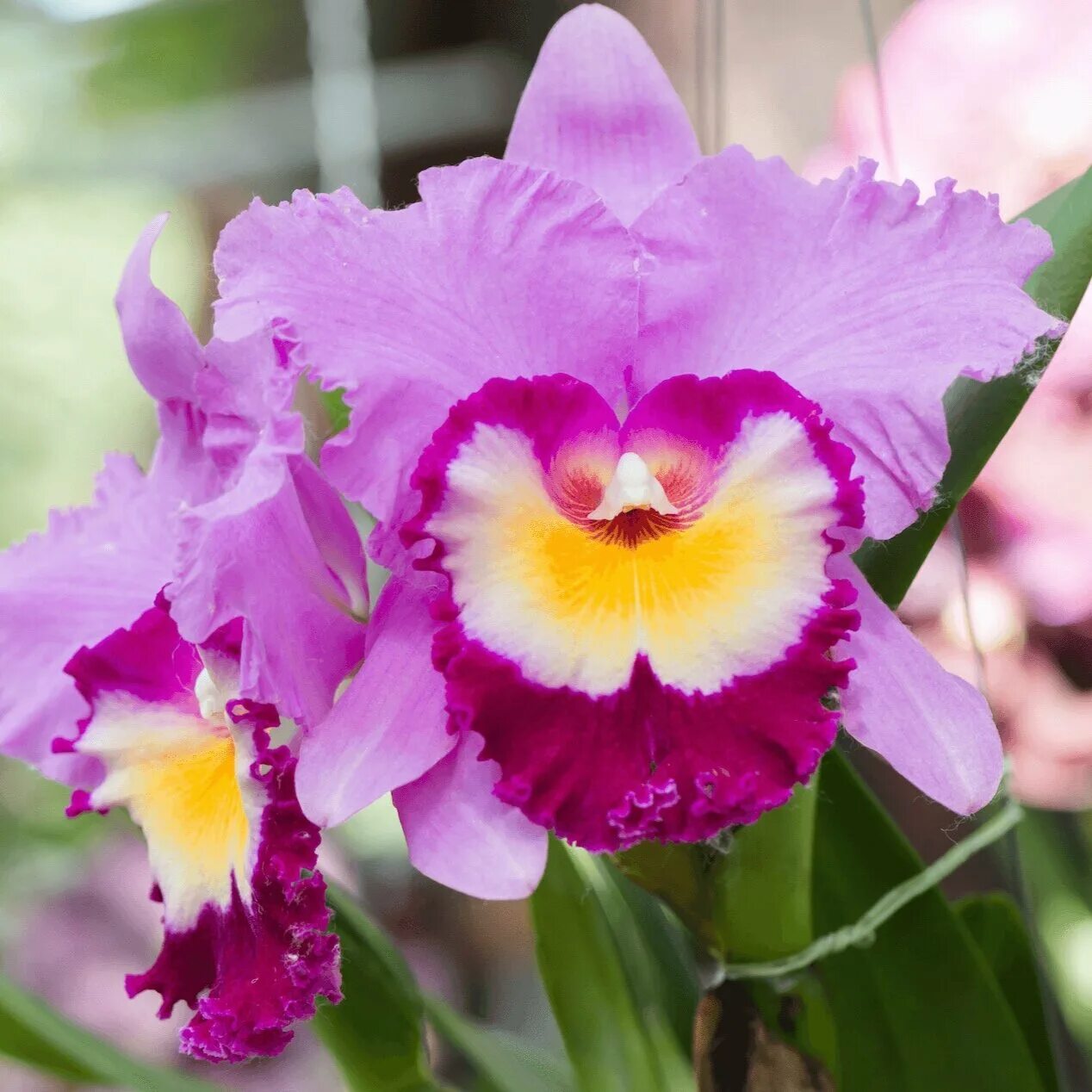 Каттлея. Орхидные каттлеи. Каттлея крупноцветковая. Каттлея микс.