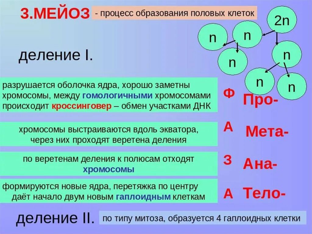 Образование половых клеток мейоз. Образование половых клеток таблица. Деление половых клеток. Формирование половых клеток мейоз. Процесс мейоза лежит в основе