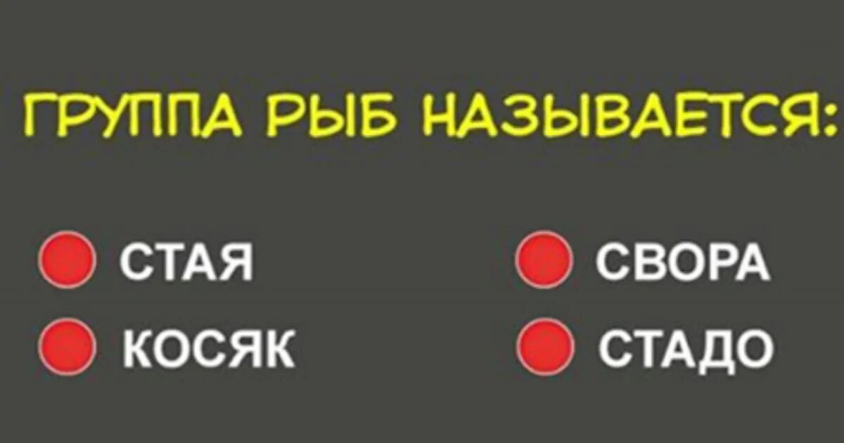 Новые тесты на эрудицию с ответами. Тесты на эрудицию. Тесты на эрудицию с ответами. Сложный тест на эрудицию.