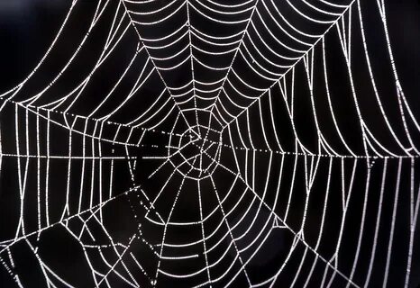 Spider web