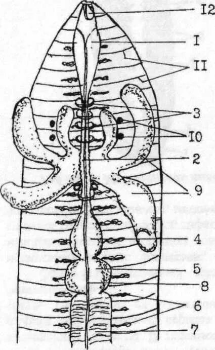 Вскрытый дождевой червь строение. Вскрытый дождевой червь строение рисунок. Схема вчкрытия кольчато го червя. Продольный разрез дождевого червя.
