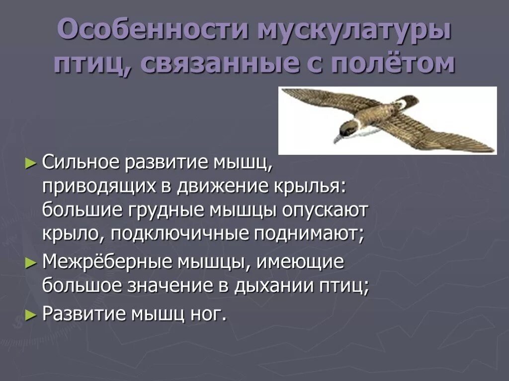 Какие изменения связаны с полетом у птиц. Особенности полета птиц. особенности птиц связанные с полетом. особенности мускулатуры птиц. оссобенности птиц связанные с полётом.