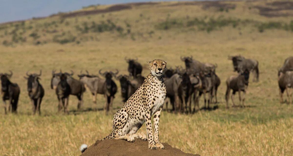 Бог серентиги. Mahali mzuri. Фото Мировых сафари. Отдых в Кении. Сафари бутс из Кении.